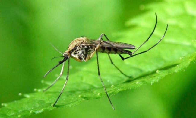 Билл Гейтс выделил миллионы долларов на комаров