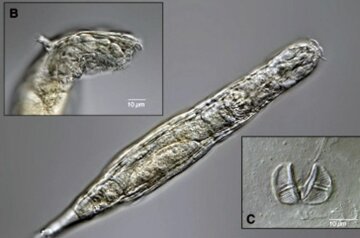 Черви "коловертки", скріншот: current-biology