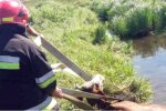 Рятувальники дістали корову з каналу, скріншот