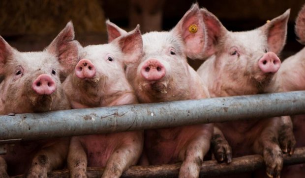 В Украине вымирают свиньи