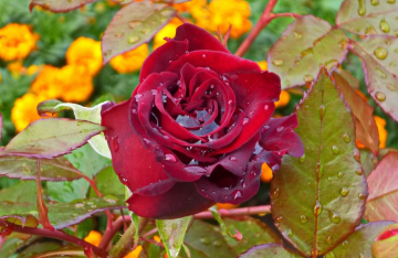 Розы, фото из свободных источников