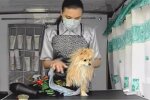Робота грумера. Фото: скрин відео