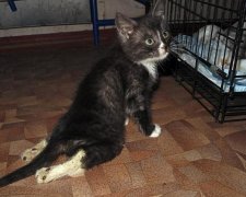 Не для слабонервных: мужчина засек малолетних живодеров