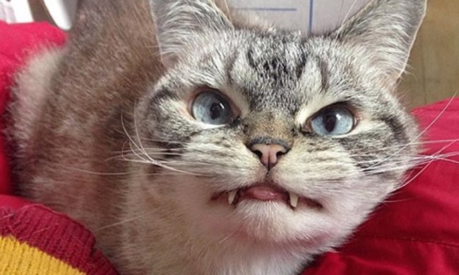 Кицька-"маленьке зло" підкорила інтернет (фото)