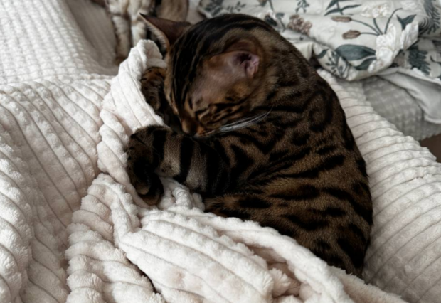 Вы даете это своей кошке или собаке? 10 привычных продуктов, которые смертельно опасны для питомцев