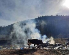 Легендарні закарпатські села потопають у відходах, ситуація критична: "Від сміття гине худоба"