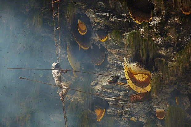 Мисливці за медом: стародавня культура гурунгі на межі зникнення. Вони піднімаються прямовисними схилами, щоб зібрати найголовніший дар природи