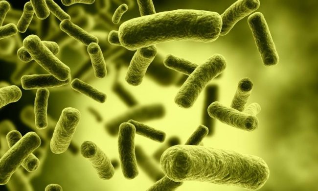 Новая кишечная палочка несет смертельную угрозу человечеству