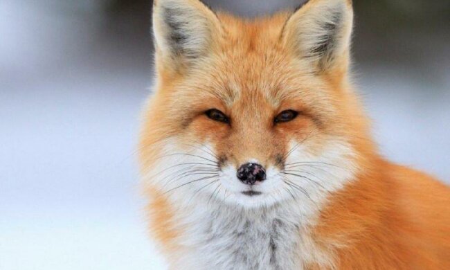 Firefox випустив вбивцю Chrome