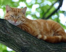 Одеський рятівник котів застряг на дереві