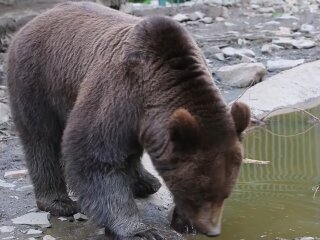 Бурый медвежонок: скриншот из видео