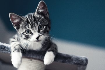 Він плакав від болю, але тримався до останнього: нещасне кошеня викинули із 8-го поверху, як сміття