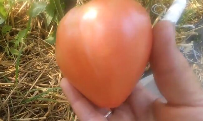 Выращивание помидоров, кадр из видео