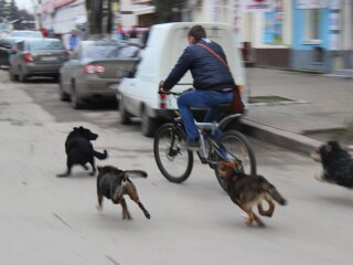 Собаки, фото Гривня