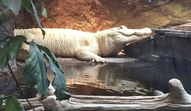 В Америці помер рідкісний білий алігатор Спот (фото)
