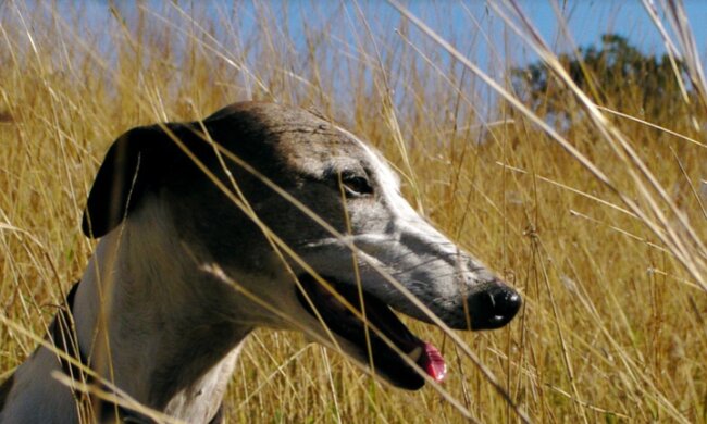 Собака, фото pixabay