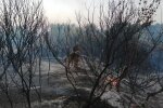 Лісові пожежі, фото: facebook.com/pressjfo.news/