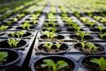 Яку розсаду потрібно обов'язково висадити у лютому: хитрощі вирощування овочів та квітів від досвідчених дачників