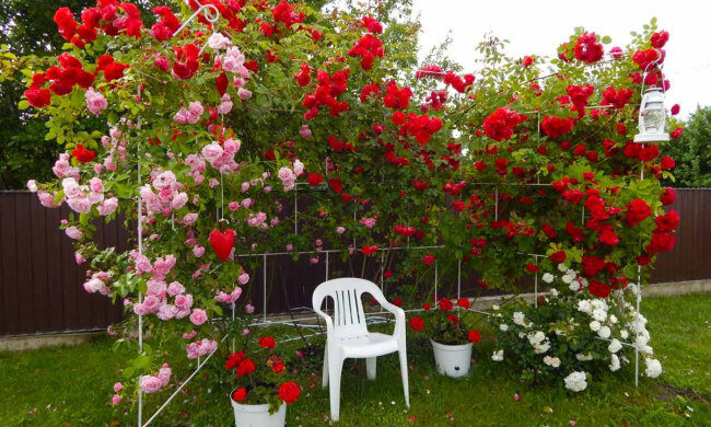 Роза плетистая, сад, садоводство. Фото Лизгард