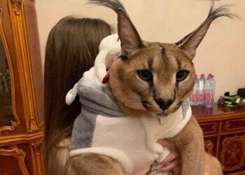 Каракал Тиффани, фото из соцсетей