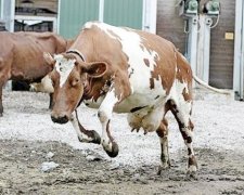 В США корова устроила копам марафон (видео)