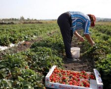 Розбігаються хто куди: як заробітчани вбивають українську економіку
