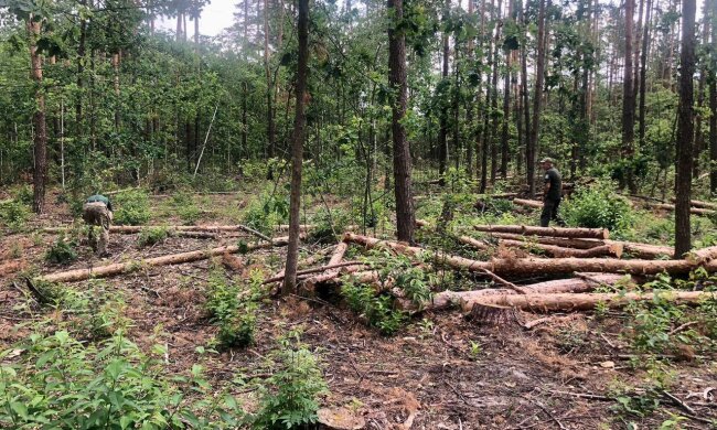 незаконная вырубка деревьев на Коростенщине