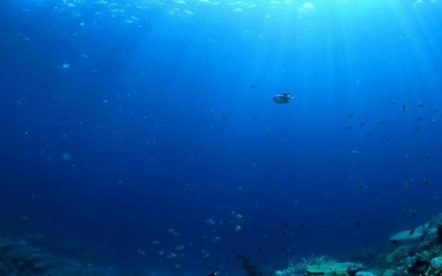 Тайны Марианской впадины: ученые показали прозрачное чудовище на дне океана