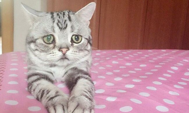 Самая грустная кошка стала звездой Instagram (фото, видео)