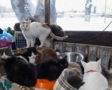 Рубили котят лопатами: нелюди вдребезги разгромили приют, не оставив в живых никого