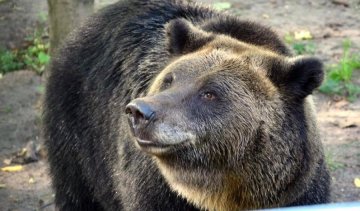 У польському зоопарку ведмедиця відкопала снаряд
