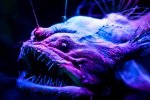Древние жители океана, явившиеся словно с другой планеты