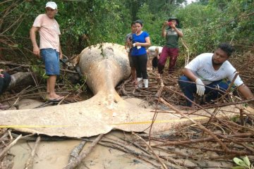 У джунглях Амазонки знайшли гігантського "горбаня": як він туди потрапив