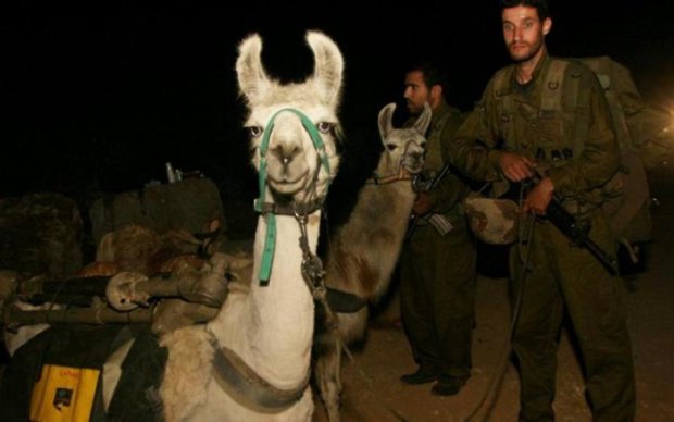 В Израиле нашли замену военным ламам