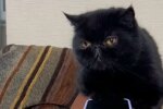 Кішка захистила телефон господині від допитливого чоловіка: ось вона, жіноча солідарність