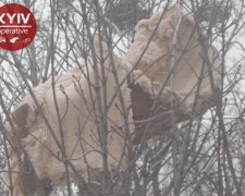 Фото: «Київ оперативний»