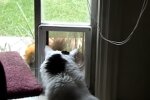 Білочці на котика чхати - безтурботність гризуна здивувала бувалих глядачів