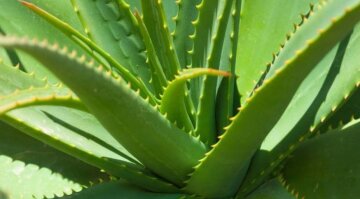 Алоє вєра, кадр з відео