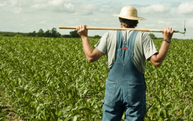 Фермер выстриг 100-метровое слово из четырех букв на своем поле: фото