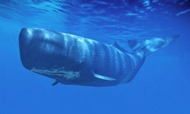 Вчені дізналися про що говорять кити