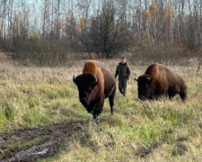 зубры в Житомирской области