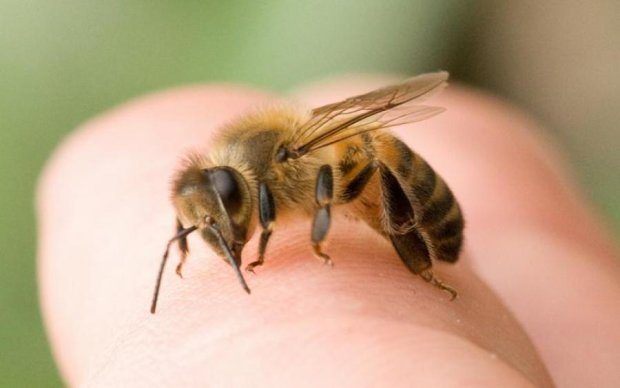 Бджоли розчарували панікерів