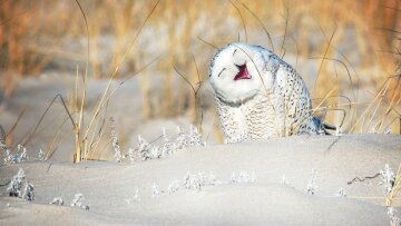 Найкращі кадри природи, фото: Comedy Wildlife Photography Awards