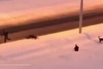 Собаки, фото: скриншот из видео