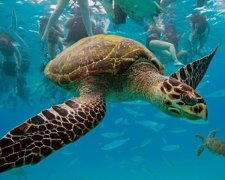 Невідомі науці морські істоти потрапили в об'єктив камери