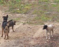 В Хмельницком пенсионеры-живодеры приковали собаку к машине цепями - тащили, оставляя кровавый след