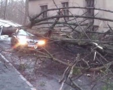 Дерево впало на львівське таксі: у водія струс мозку (відео)