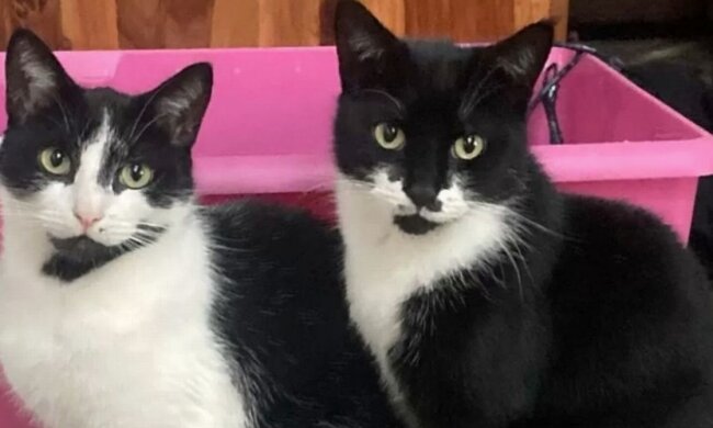 Кіт-клептоман Гаррі зліва.Фото: mirror.co.uk