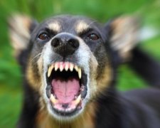 В Ужгороді чоловік обезголовив собаку серед білого дня