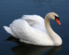 У Кременчуці через відключення води лебеді виганяють людей з озер